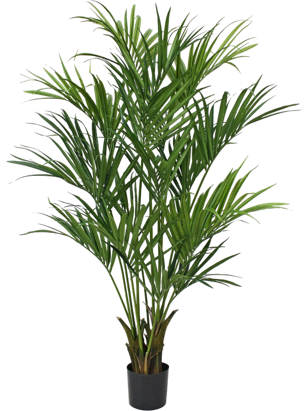 
                  
                    kentia artificiel
                  
                