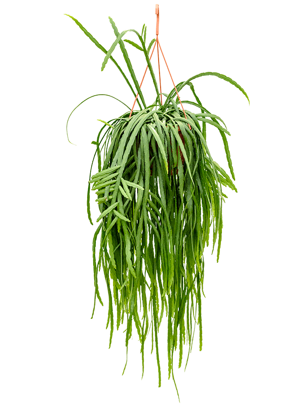
                  
                    Lepismium bolivianum, tiges retombantes, hauteur 60 cm, pot de 21 cm
                  
                