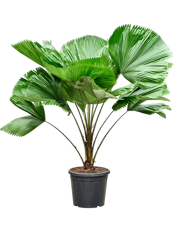 
                  
                    Licuala grandis sur tige, hauteur 150 cm, largeur 110 cm, pot de culture 36 cm
                  
                
