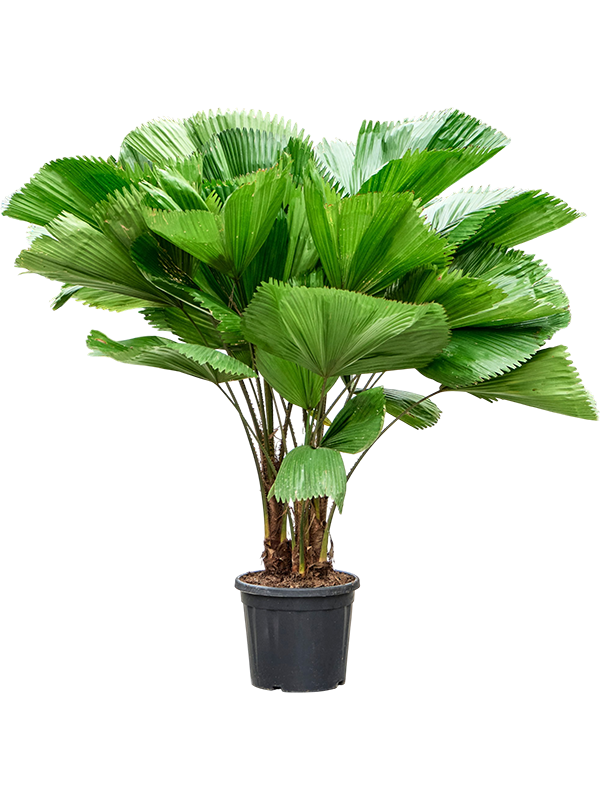 
                  
                    Licuala grandis 160 cm à trois troncs, largeur 130 cm, pot de culture de 36 cm, palmier entier détouré
                  
                