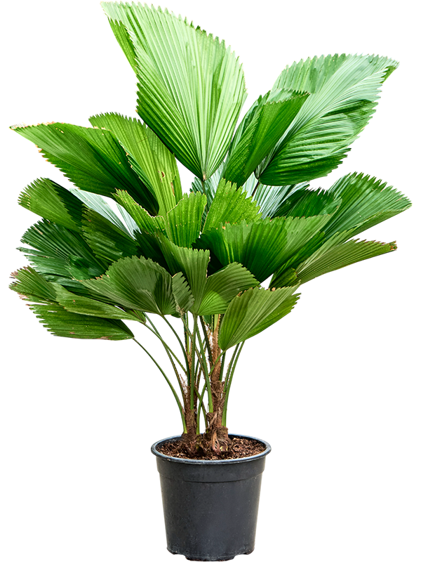 
                  
                    Licuala grandis, hauteur 110 cm, 3 troncs, pot de culture de 27 cm
                  
                