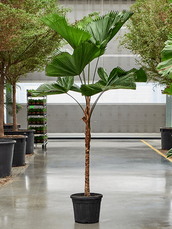 
                  
                    Licuala grandis, hauteur 240 cm, sur tige, pot de culture de 50 cm
                  
                