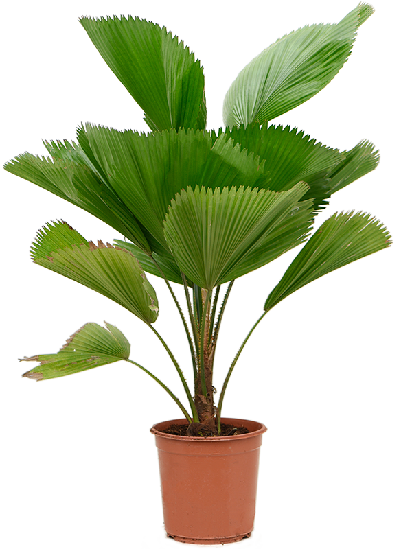 
                  
                    Licuala grandis, hauteur 100 cm, pot de culture de 25 cm
                  
                