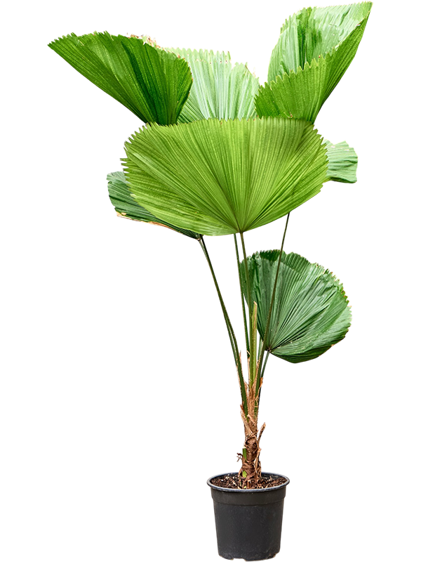 
                  
                    Licuala grandis, hauteur 180 cm, pot de culture de 30 cm
                  
                