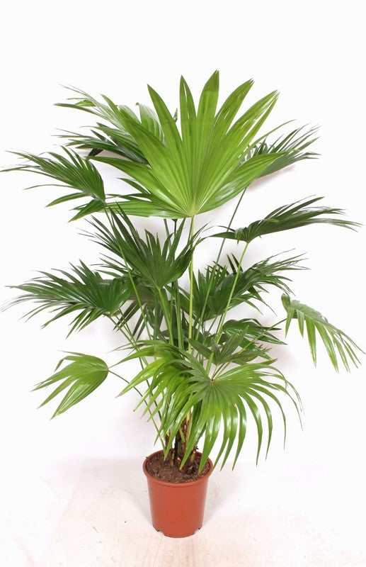 
                  
                    Livistona chinensis, hauteur 170 cm, pot de culture de 27 cm
                  
                