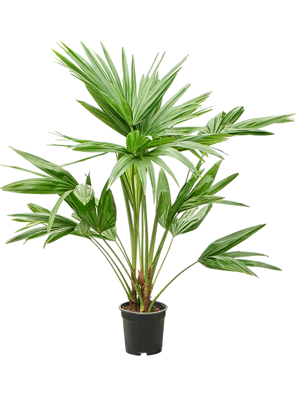 
                  
                    Livistona chinensis, hauteur 90 cm, pot de culture de 21 cm
                  
                