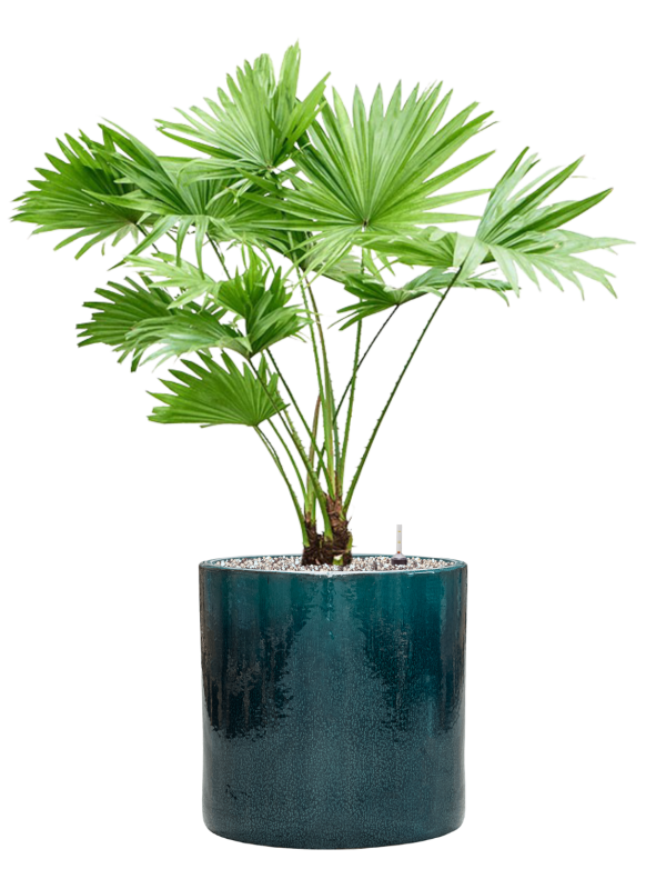 Livistonia rotundifolia en pot Cylinder Ocean Blue, composition prête à installer