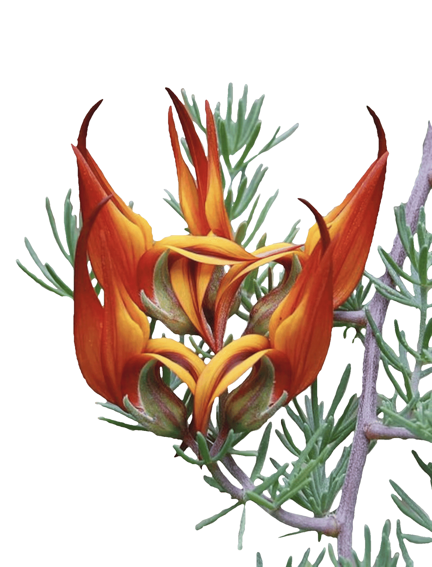 
                  
                    Lotus Berthelotii
                  
                