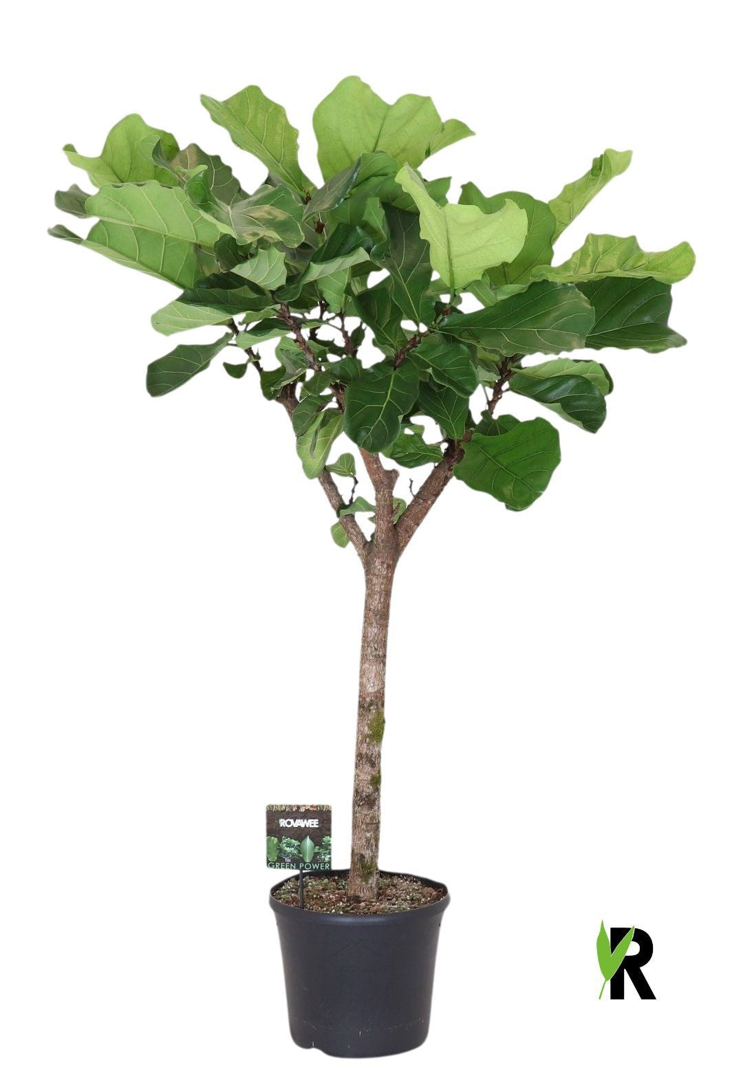 
                  
                    Ficus lyrata sur tige, hauteur 200 cm, pot de culture de 40 cm
                  
                