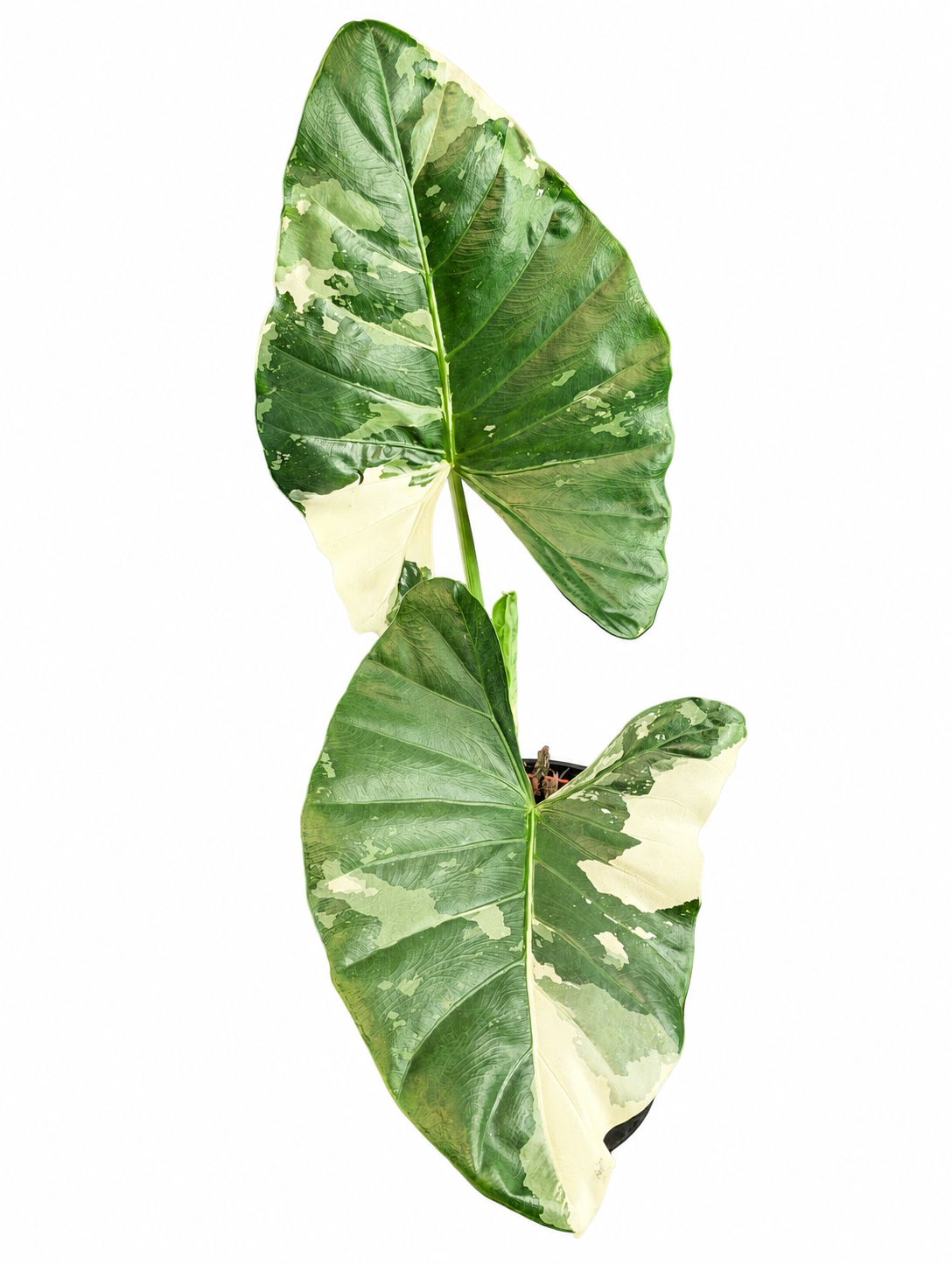 
                  
                    Alocasia macrorrhizos Variegata — 50 cm, pot Ø 17 cm — CPS-041
                  
                