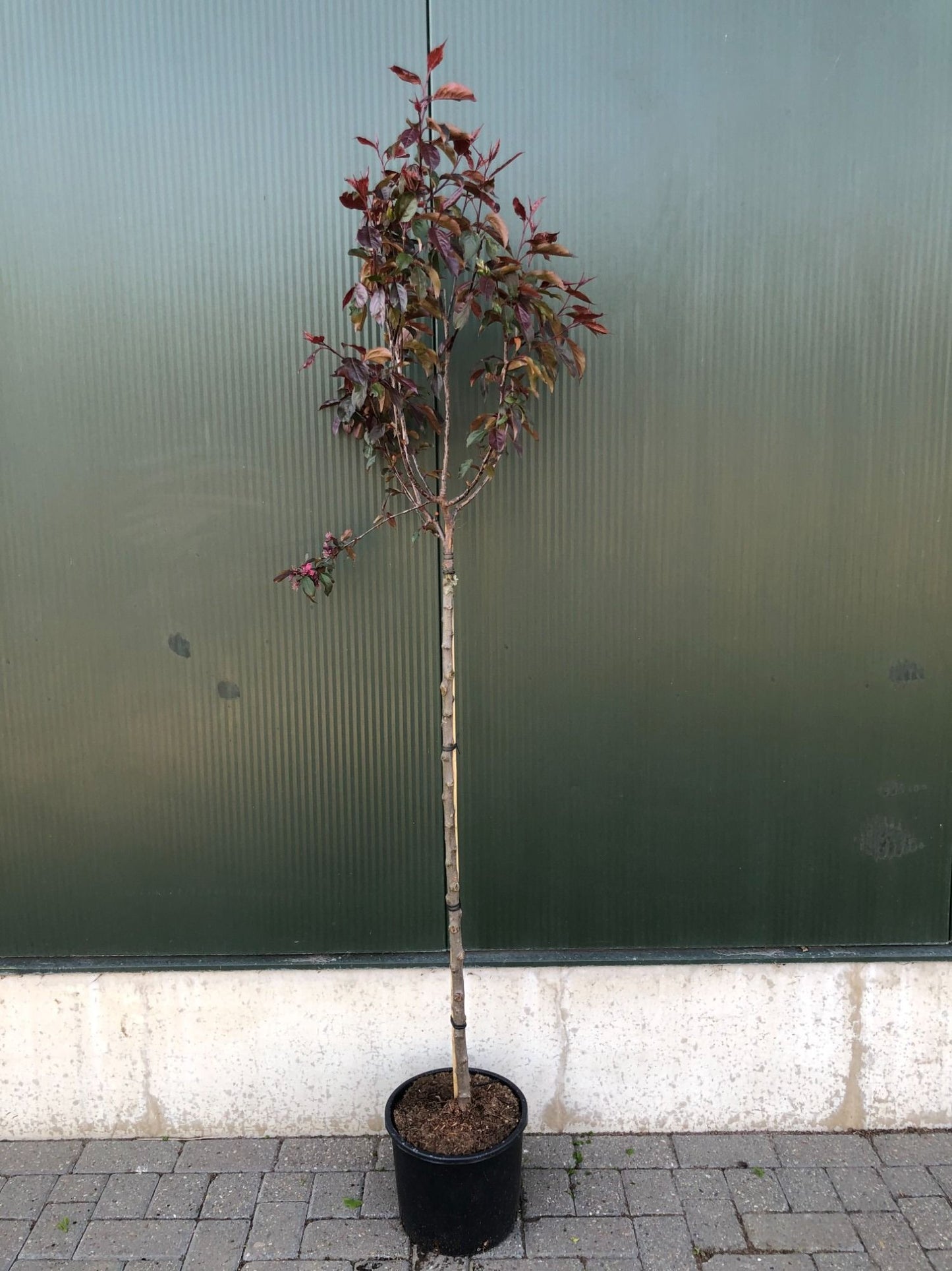 Malus ‘Royalty’, sujet en pot de culture — photo fournisseur de la référence F00012387