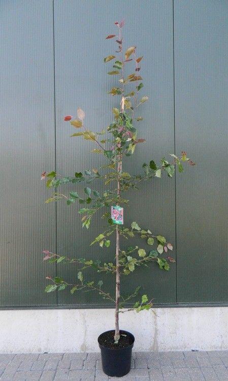 Malus ‘Rudolph’, sujet en pot de culture — photo fournisseur de la référence F00012395