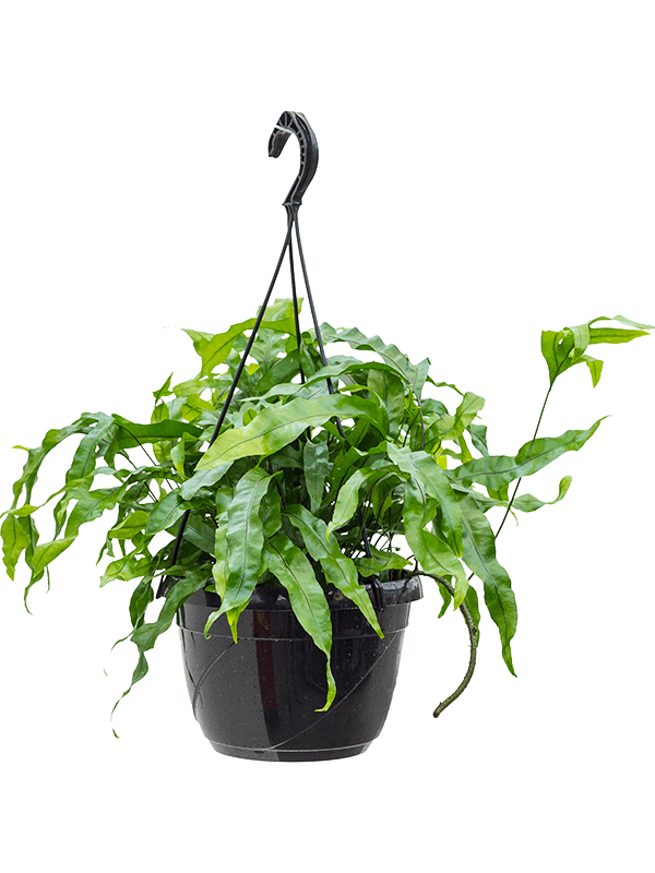 
                  
                    Microsorum diversifolium, hauteur 40 cm, pot suspendu de 20 cm
                  
                