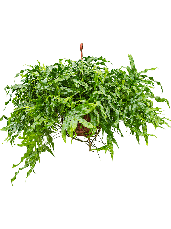 
                  
                    Microsorum diversifolium, hauteur 50 cm, pot suspendu de 25 cm
                  
                