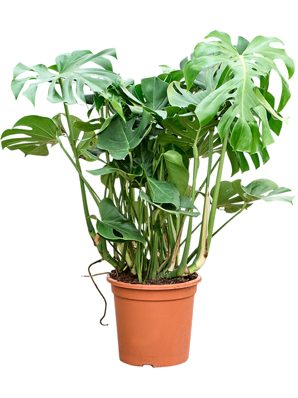 
                  
                    Monstera deliciosa, 100 cm, pot de culture 35 cm — NATURA
                  
                