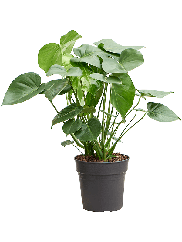
                  
                    Monstera deliciosa, 80 cm, pot de culture 24 cm — NATURA
                  
                