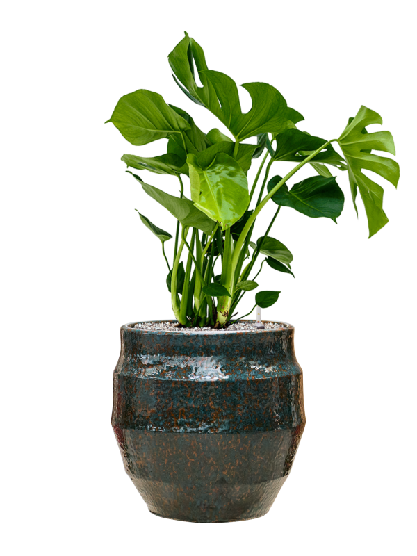 
                  
                    Monstera deliciosa en pot Samba Reactive Icy Blue, composition prête à installer
                  
                