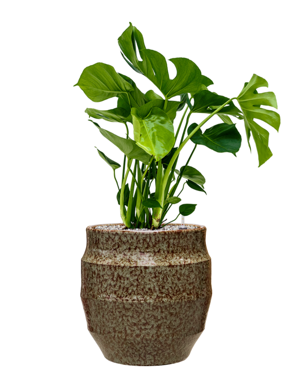 
                  
                    Monstera deliciosa en pot Samba Reactive Sage Green à finition nuancée, prêt à installer
                  
                