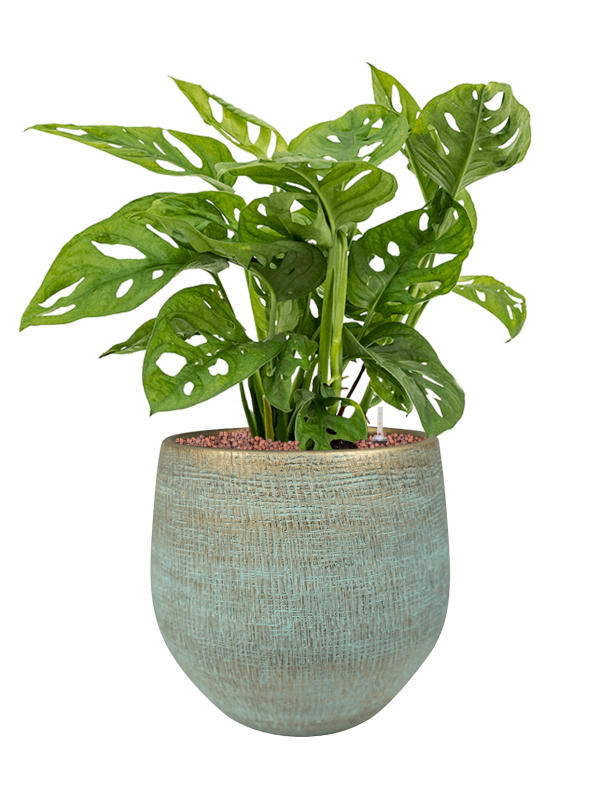 
                  
                    Monstera obliqua en pot Ryan bleu, composition hydroculture élancée
                  
                