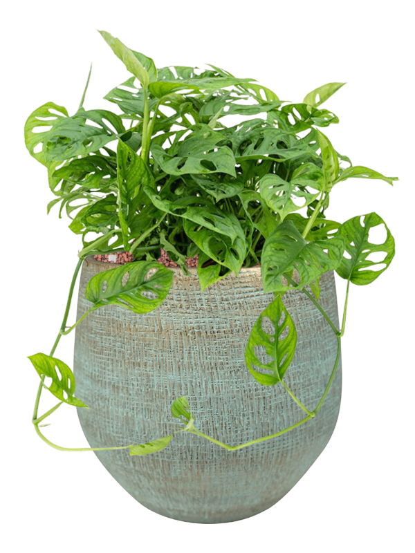 
                  
                    Monstera obliqua en pot Ryan bleu, composition hydroculture compacte
                  
                