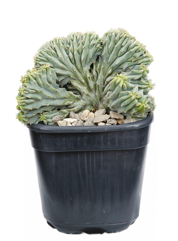 Myrtillocactus