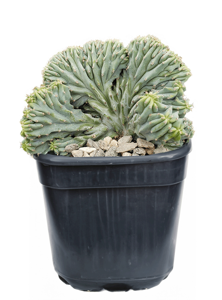 
                  
                    Myrtillocactus
                  
                