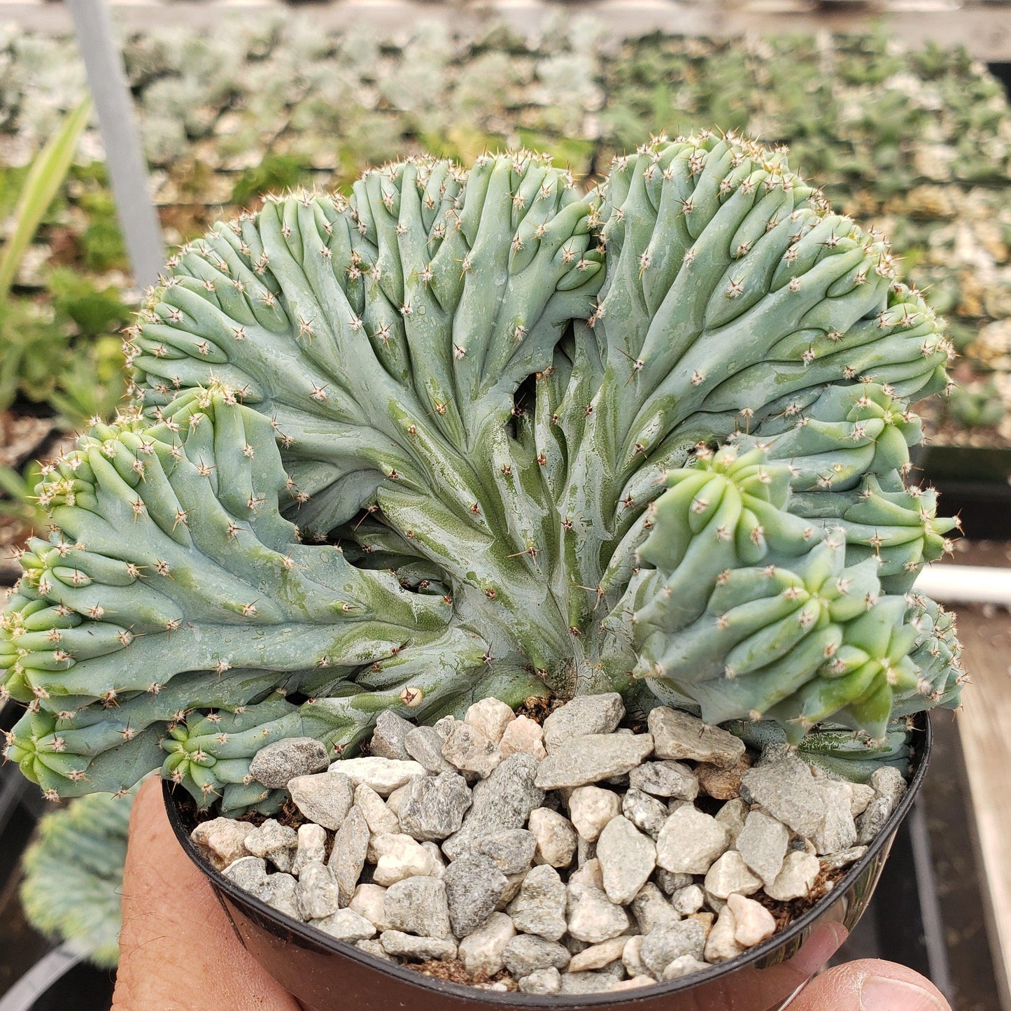 
                  
                    Myrtillocactus
                  
                
