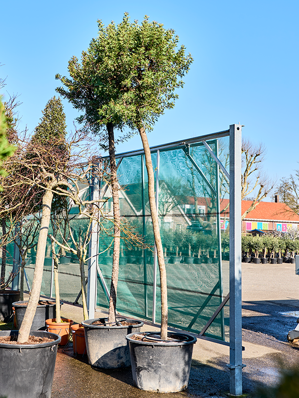 Pistacia lentiscus sur tige de 435 cm en pot de culture diamètre 80 cm, sujet au premier plan — vendu à l’unité