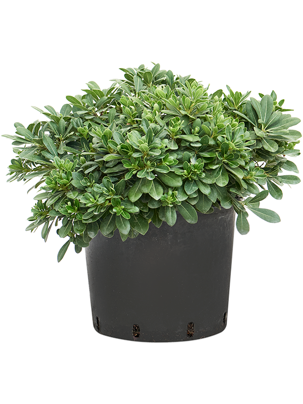 
                  
                    Pittosporum tobira Nana de 55 cm, largeur 50 cm, pot de culture diamètre 30 cm — vendu à l’unité
                  
                