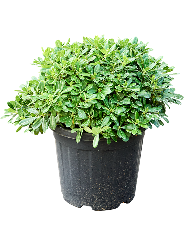 
                  
                    Pittosporum tobira Nana de 60 cm, largeur 60 cm, pot de culture diamètre 35 cm — vendu à l’unité
                  
                