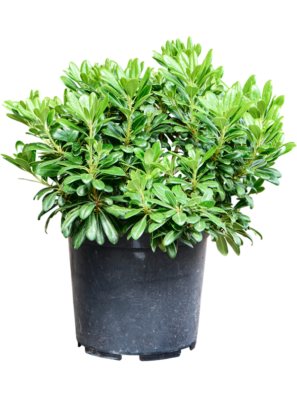 
                  
                    Pittosporum tobira Nana de 50 cm, largeur 55 cm, pot de culture diamètre 25 cm — vendu à l’unité
                  
                