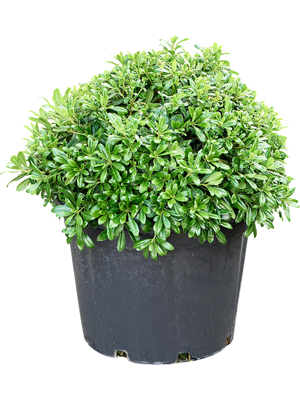 
                  
                    Pittosporum tobira Nana de 75 cm, largeur 70 cm, pot de culture diamètre 55 cm — vendu à l’unité
                  
                