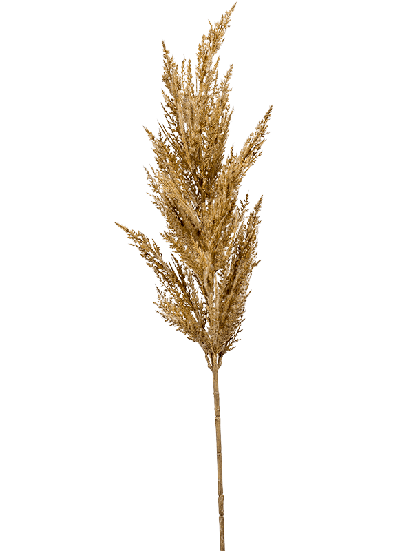 
                  
                    Tige de pampa artificielle à plumeau beige doré — 8EE425492
                  
                