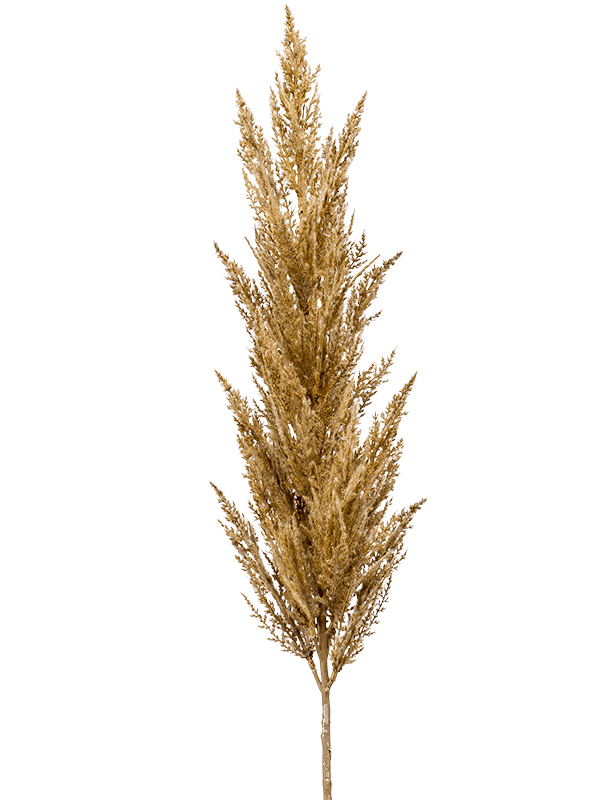 
                  
                    Tige de pampa artificielle à plumeau beige doré — 8EE425497
                  
                