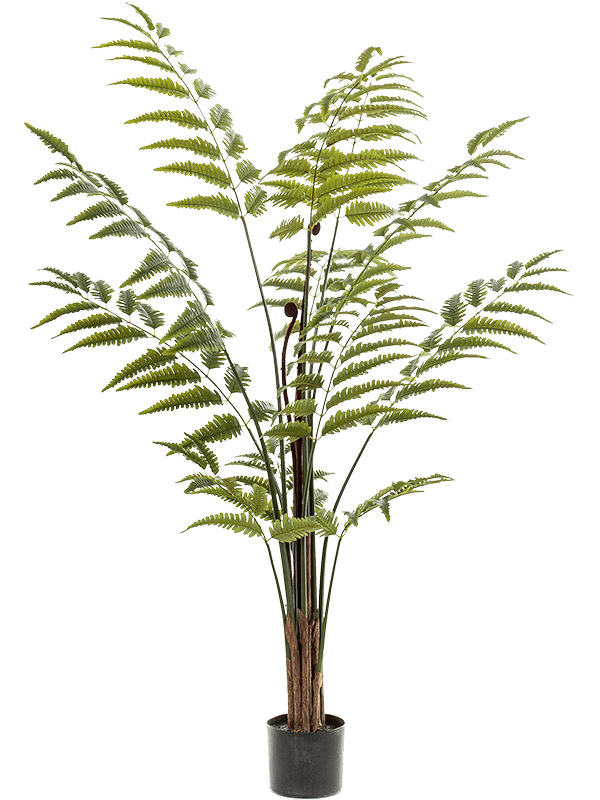 
                  
                    Fern Leather Touffe artificiel, frondes fines et crosses brunes sur tiges dressées, pot de base noir
                  
                