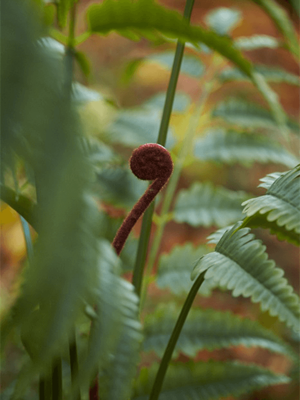 
                  
                    Détail d'une crosse brune enroulée et du feuillage fin de Fern Leather Touffe artificiel
                  
                
