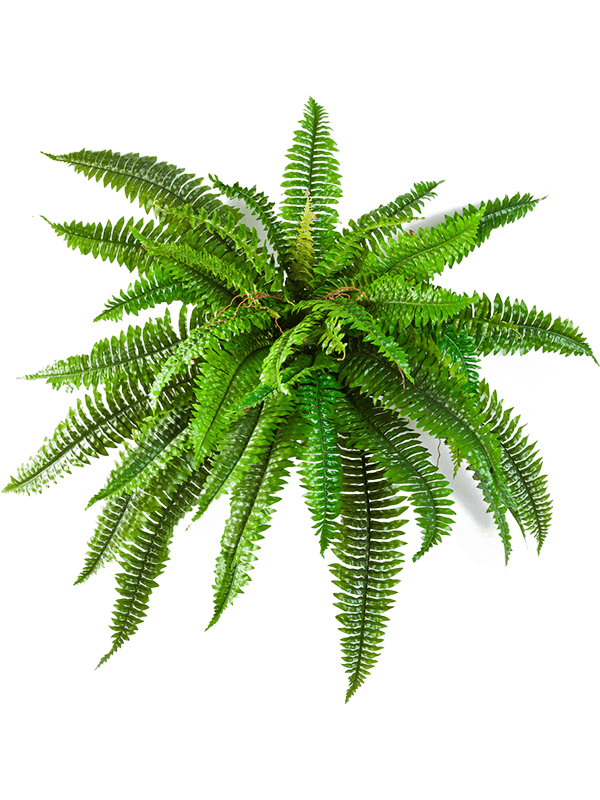 
                  
                    Fern Boston Buisson artificiel, frondes vertes arquées, hauteur 55 cm, sans pot décoratif
                  
                