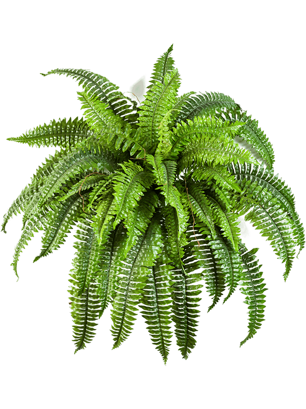 
                  
                    Fern Boston Buisson artificiel, feuillage ample en couronne, hauteur 60 cm, sans pot décoratif
                  
                
