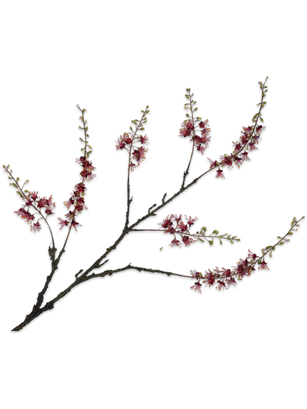 
                  
                    Branche de Capparis artificielle bordeaux ramifiée Silk-ka — Ramure brune sombre texturée, fleurs bordeaux et rose pâle réparties sur les axes, petites feuilles vertes en pointe.
                  
                