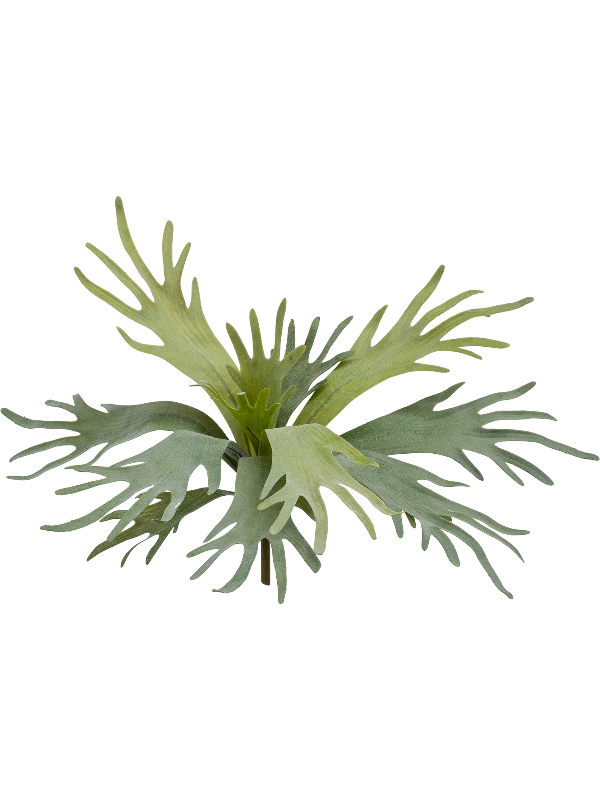 Staghorn Fern (FR) artificiel, frondes ramifiées vert gris à piquer, sans pot décoratif