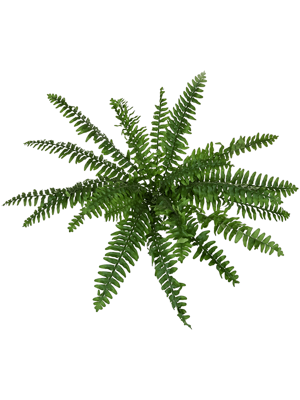 Boston Fern Bush (FR) artificiel, fougère ignifugée à composer, frondes vertes, hauteur 48 cm