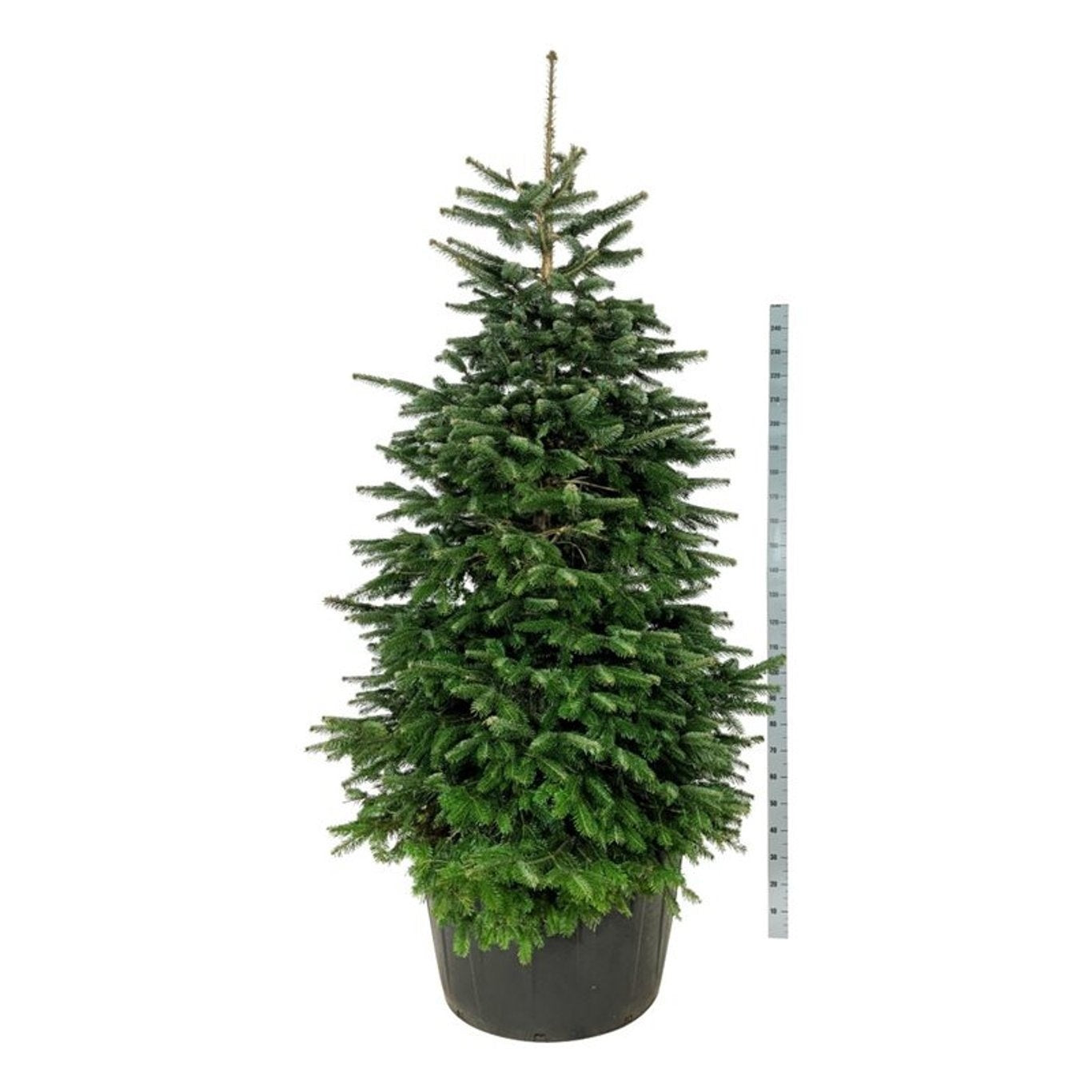Abies nordmanniana en pot de culture — référence F00007483, format commercial 290 cm, pot de 91 cm — photo fournisseur, vente à l’unité.