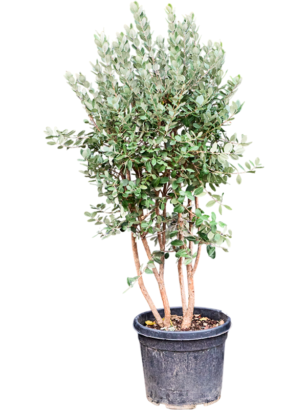 Acca sellowiana multi-tiges de 150 cm, pot de culture de 36 cm, vendu à l’unité