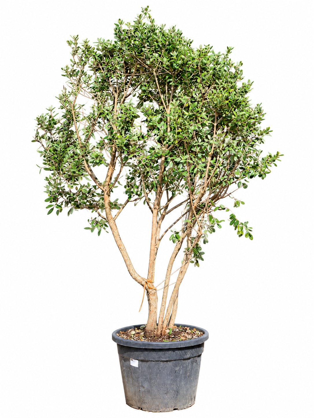
                  
                    Acca sellowiana multi-tiges de 190 cm, pot de 70 cm — photo fournisseur avec fond retouché
                  
                
