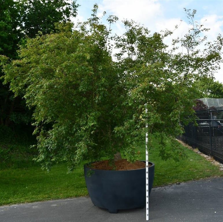 
                  
                    Acer palmatum à la ramure ample et au feuillage découpé, présenté dans son pot de culture de 140 cm.
                  
                