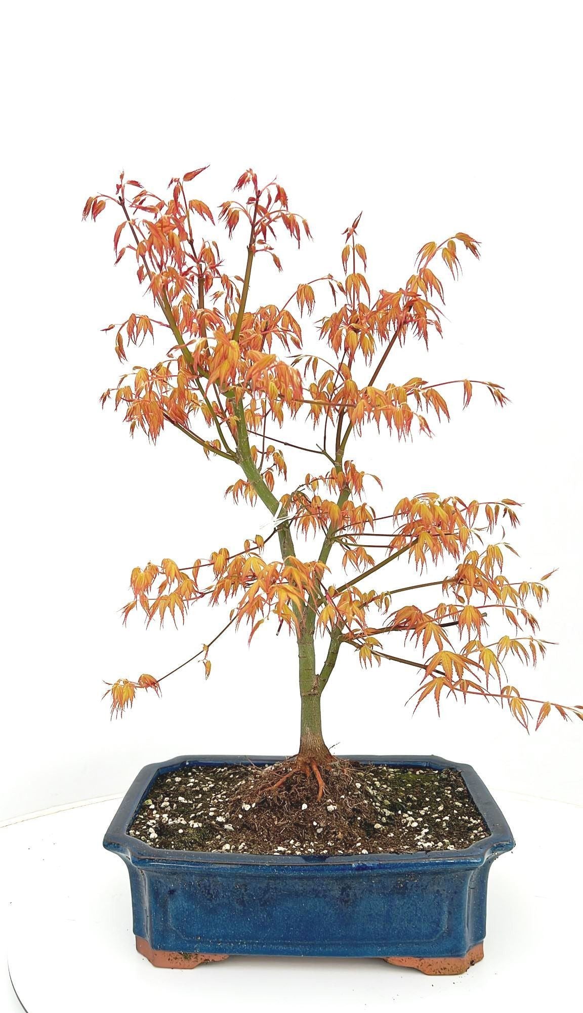 Érable japonais Katsura en bonsaï, feuillage jaune orangé et ramification fine dans une coupe bleue, hauteur 65 cm