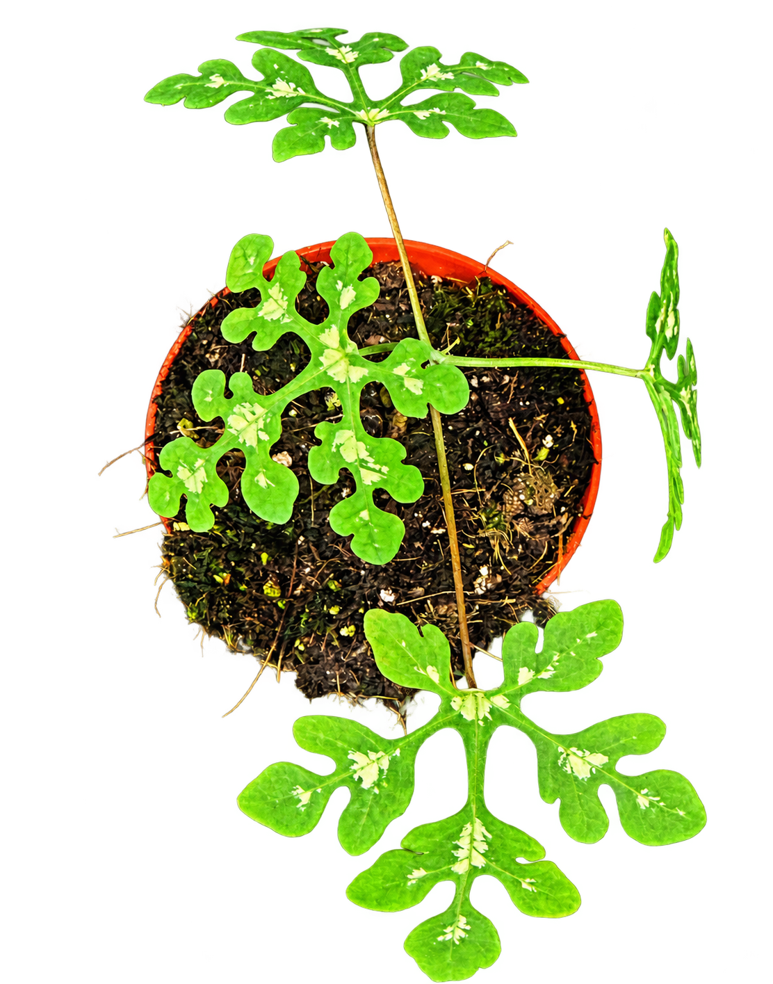 Adenia perrieri aux feuilles vertes profondément lobées à dessins clairs, hauteur 12 cm, pot de culture de 8 cm