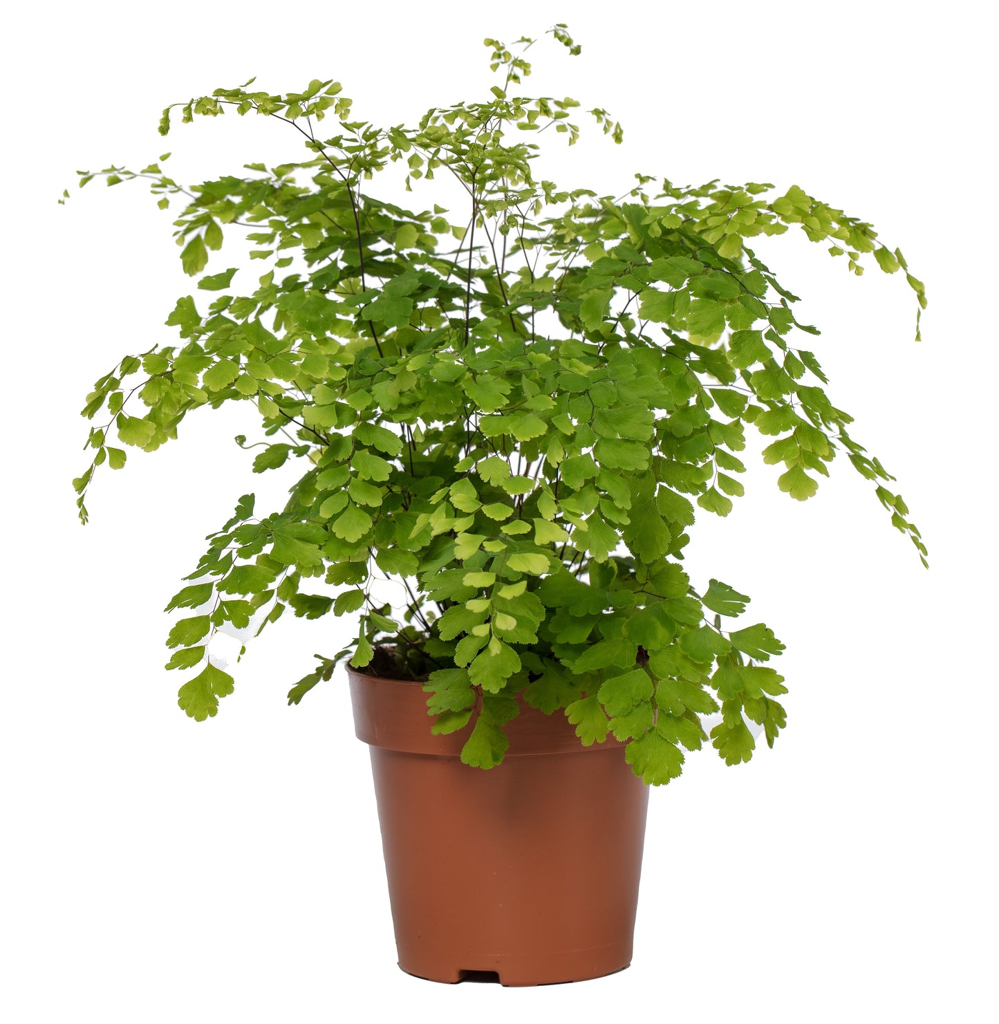 Adiantum raddianum 'Fragrans' — 35 cm, vue d’une plante représentative du lot de 6, pots de 12/10 cm, fond blanc