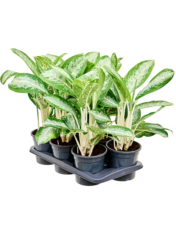 Aglaonema ‘Anouk’ — lot de 6 plantes de 60 cm en pots de 17/15 cm, fond blanc