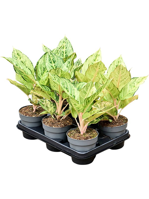 
                  
                    Aglaonema 'Chartreuse Pretty' en pot de culture, photographie fournisseur représentative du lot de 6 plantes, hauteur commerciale 30 cm
                  
                